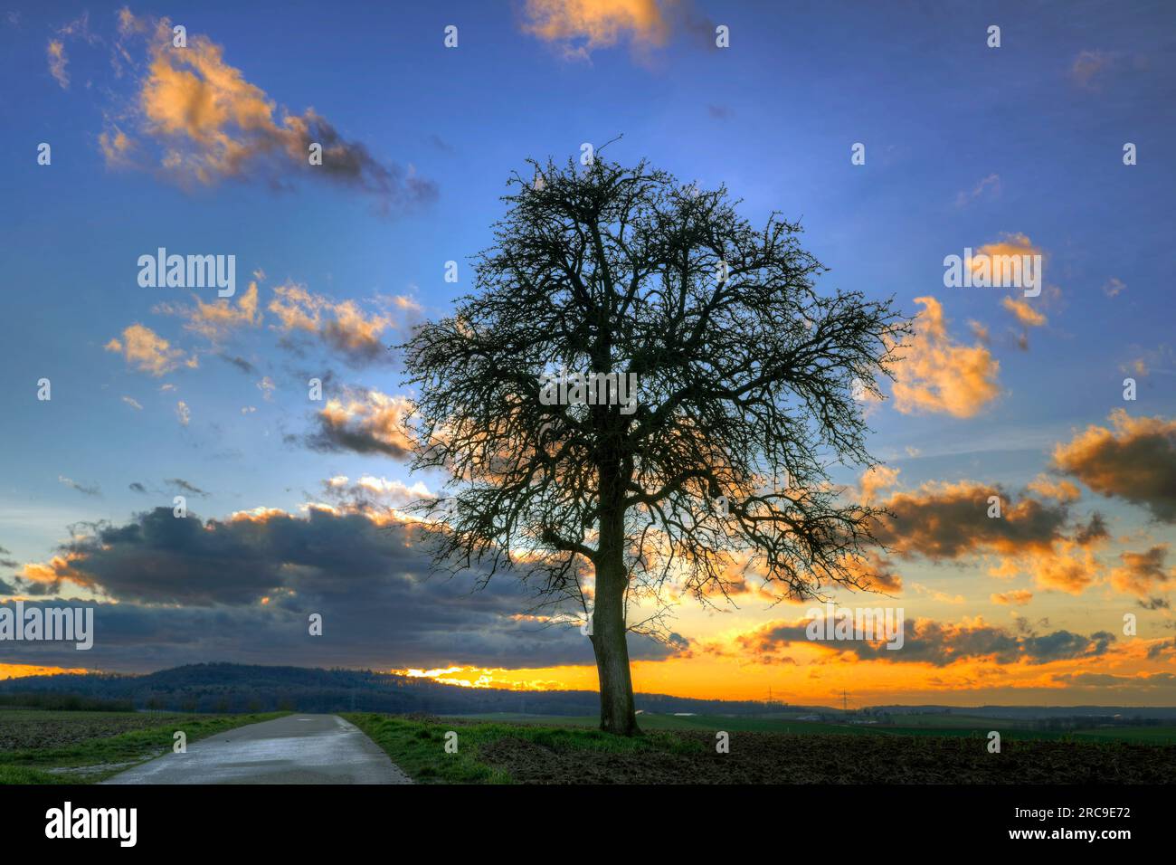 Baum im Sonnenuntergang bei Schwaigern im Kraichgau, Landkreis Heilbronn, Baden-Württemberg; Süddeutschland, Deutschland, Europa. Stock Photo
