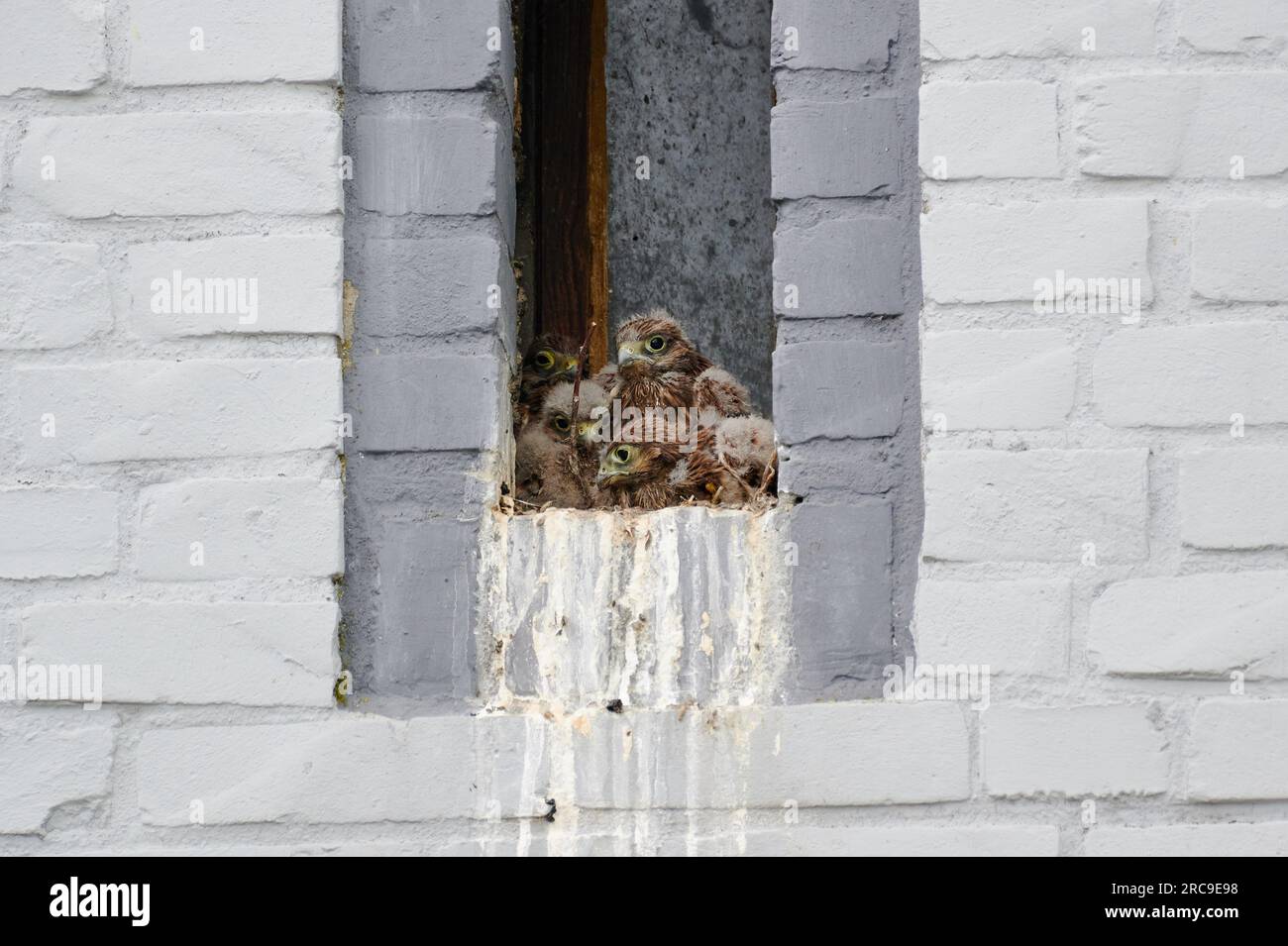 Turmfalke (Falco tinnunculus) Jungvoegel im Nest in einem Fensterschlitz eines Hauswand, Heinsberg, Nordrhein-Westfalen, Deutschland   |common kestrel Stock Photo