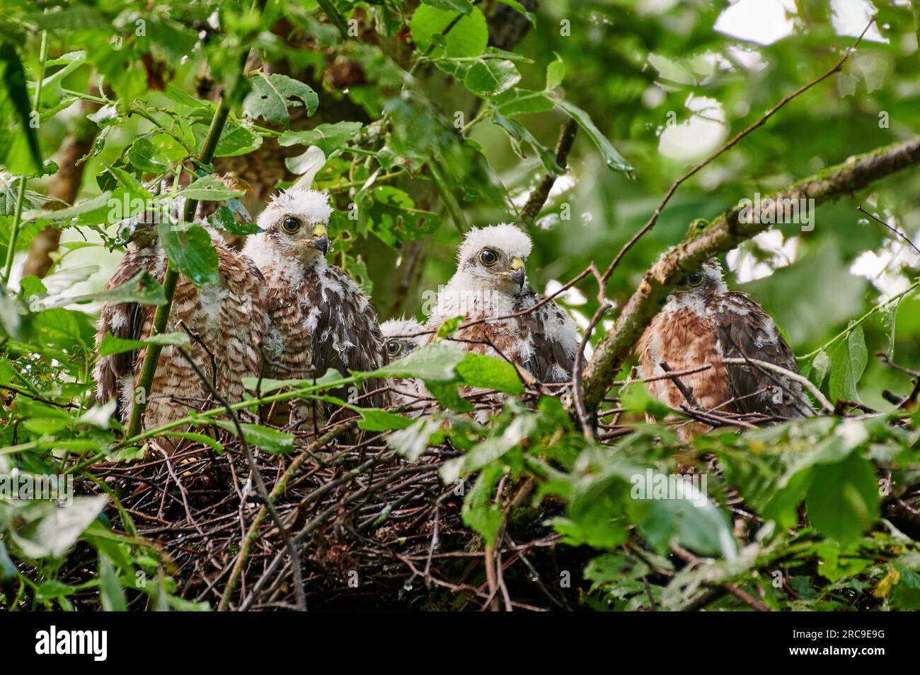 Sperber (Accipiter nisus) Jungvoegel im Nest, Heinsberg, Nordrhein-Westfalen, Deutschland   |Eurasian sparrowhawk (Accipiter nisus) fledglings in nest Stock Photo