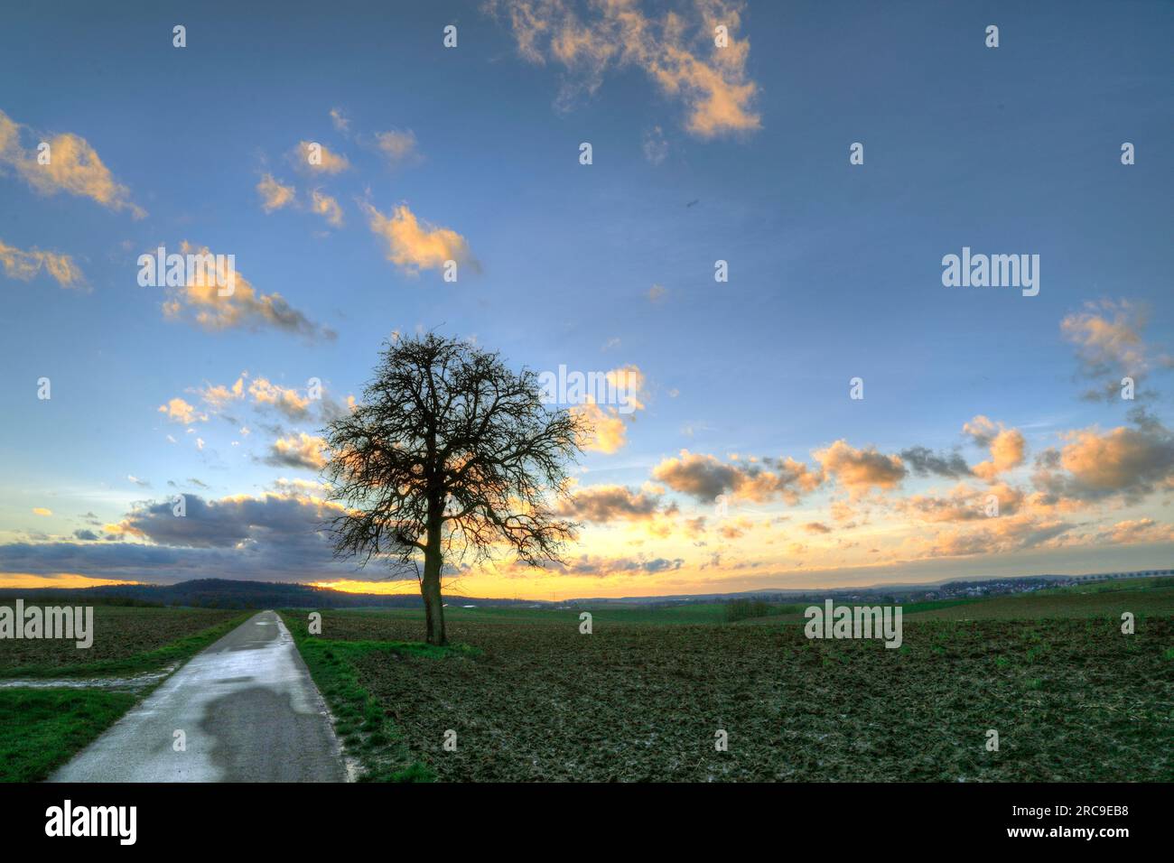 Baum im Sonnenuntergang bei Schwaigern im Kraichgau, Landkreis Heilbronn, Baden-Württemberg; Süddeutschland, Deutschland, Europa. Stock Photo