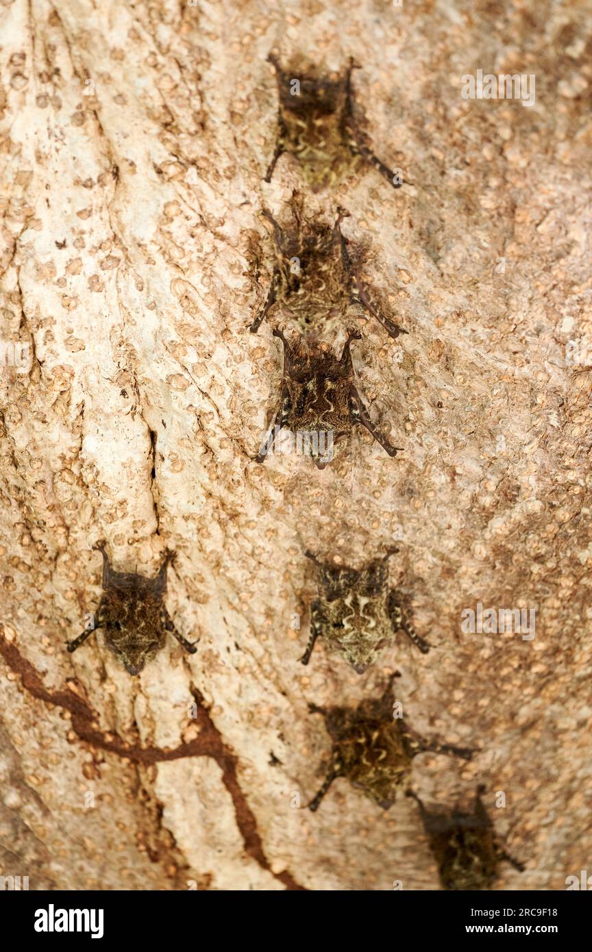 Gruppe von Nasenfledermaeusen (Rhynchonycteris naso) haengen an einem Baum des Rio Bebedero, Costa Rica, Zentralamerika  |Proboscis bats or long-nosed Stock Photo