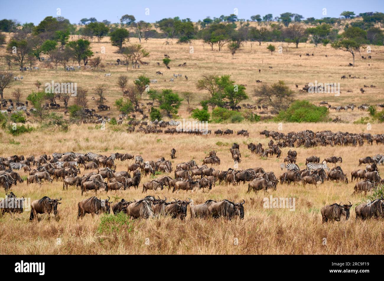 Grosse Herde Weißbartgnus (Connochaetes mearnsi) und Zebras auf der grossen Migration durch den Serengeti National Park, Tansania, Afrika |huge herd o Stock Photo