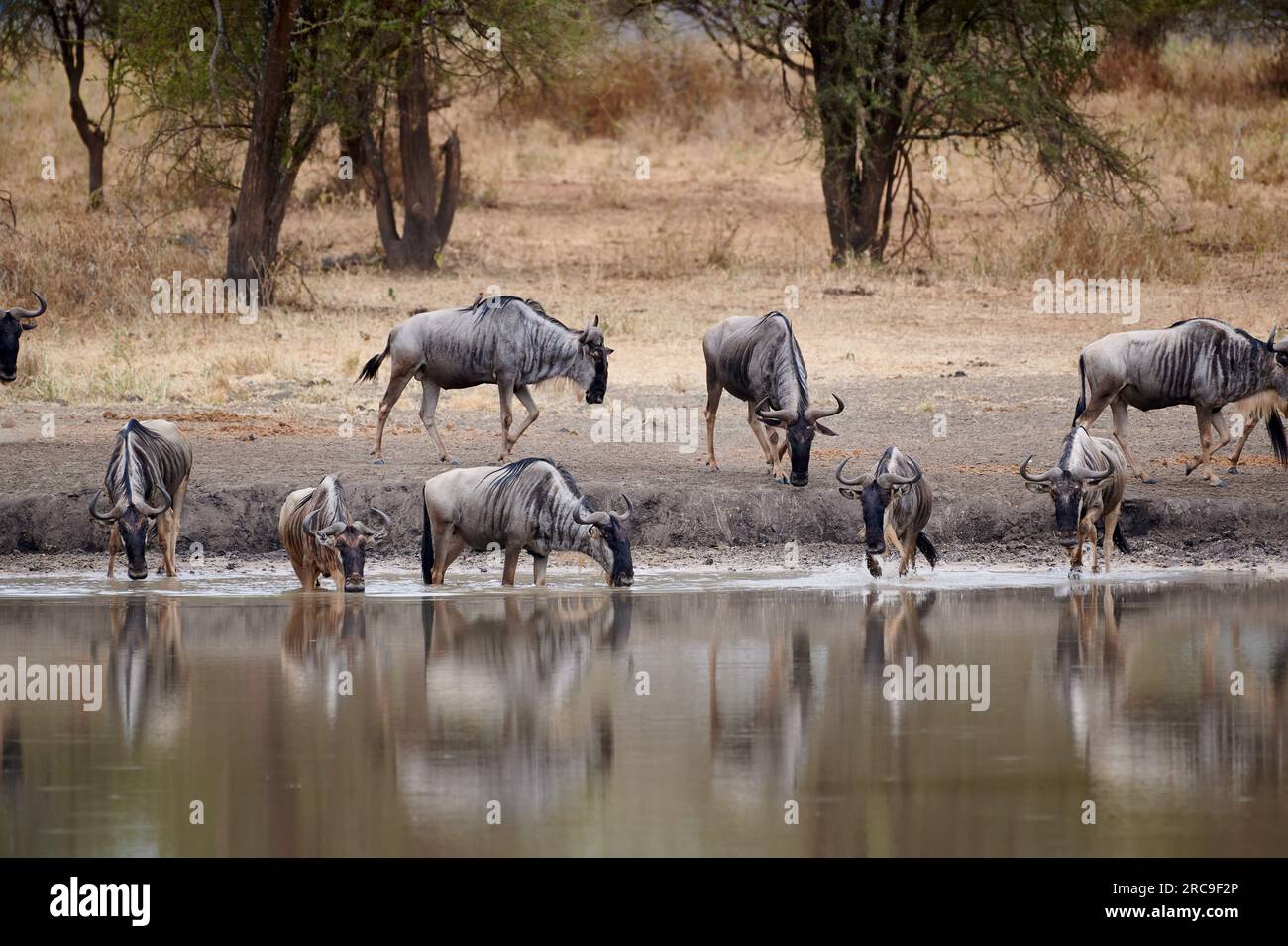 Herde von Gnus an einem Wasserloch im Tarangire National Park, Tansania, Afrika |herd of wildebeest  at waterhole, Tarangire National Park, Tanzania, Stock Photo