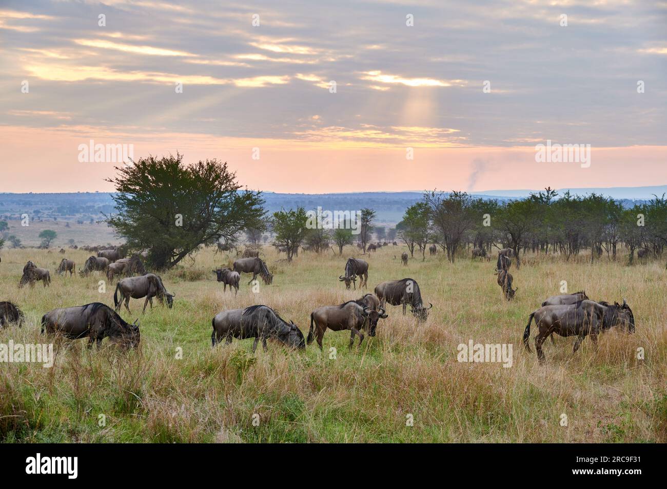 Weißbartgnus (Connochaetes mearnsi) im Sonnenuntergang auf der grossen Migration durch den Serengeti National Park, Tansania, Afrika |blue wildebeest Stock Photo