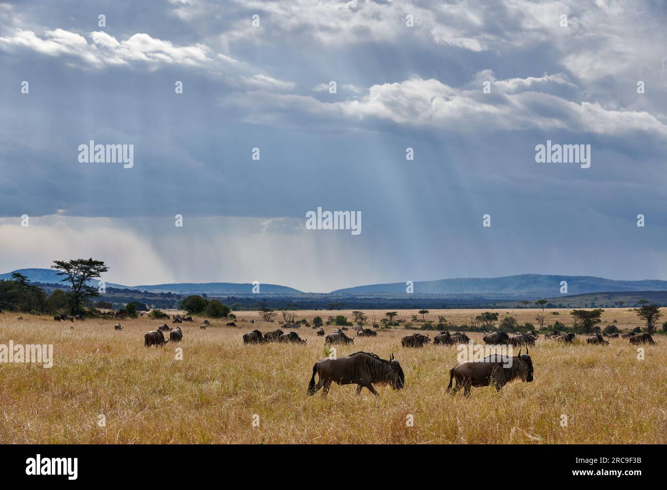 Weißbartgnus (Connochaetes mearnsi) auf der grossen Migration durch den Serengeti National Park, Tansania, Afrika |blue wildebeest (Connochaetes mearn Stock Photo
