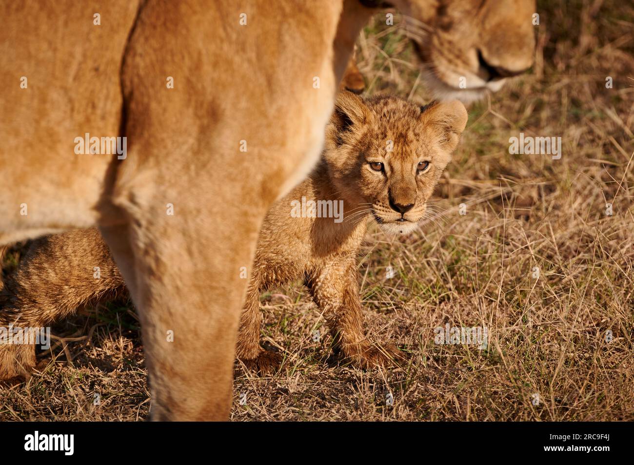 Löwenbaby, Panthera Leo, Serengeti Nationalpark, UNESCO-Weltkulturerbe, Tansania, Afrika |lion  cub, Panthera leo, Serengeti National Park, UNESCO wor Stock Photo