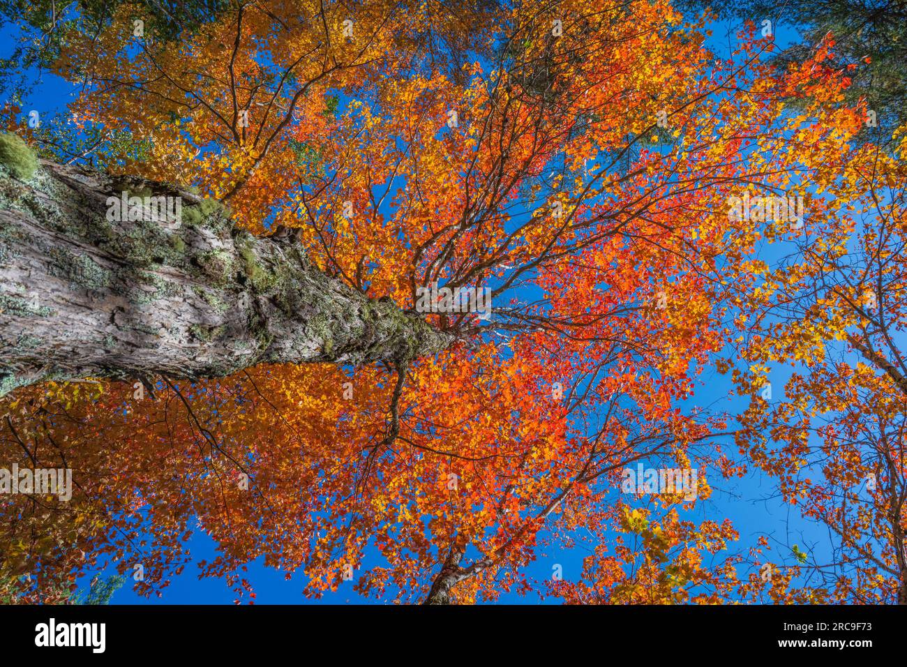 Autumn color in Mount Desert Island in Maine. Stock Photo