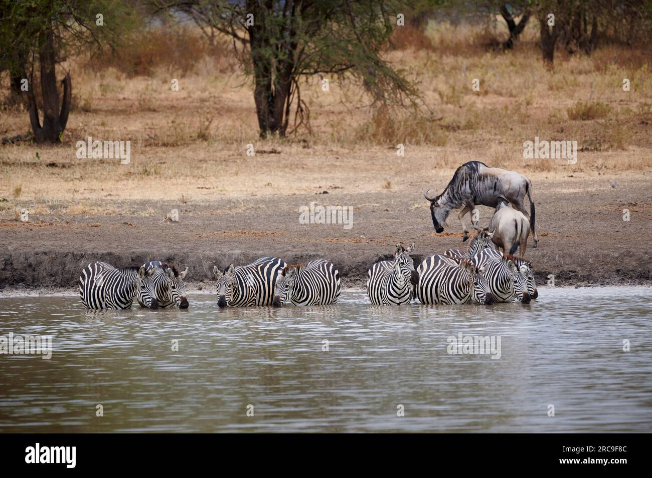 Herde von Zebras (Equus quagga) trinken an einem Wasserloch im Tarangire National Park, Tansania, Afrika |herd of plains zebra (Equus quagga) drinking Stock Photo