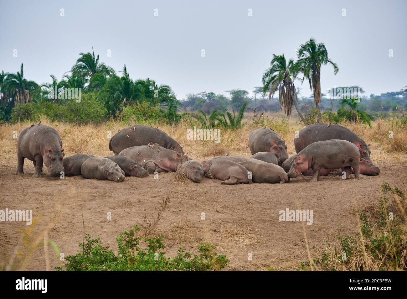 Flusspferde oder Nilpferd (Hippopotamus amphibius) am Hippo Pool im Serengeti Nationalpark, UNESCO-Weltkulturerbe, Tansania, Afrika  |Hippos or Hippop Stock Photo