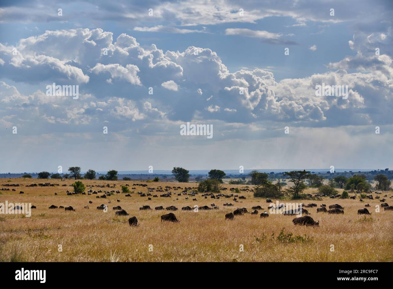 Weißbartgnus (Connochaetes mearnsi) auf der grossen Migration durch den Serengeti National Park, Tansania, Afrika |blue wildebeest (Connochaetes mearn Stock Photo