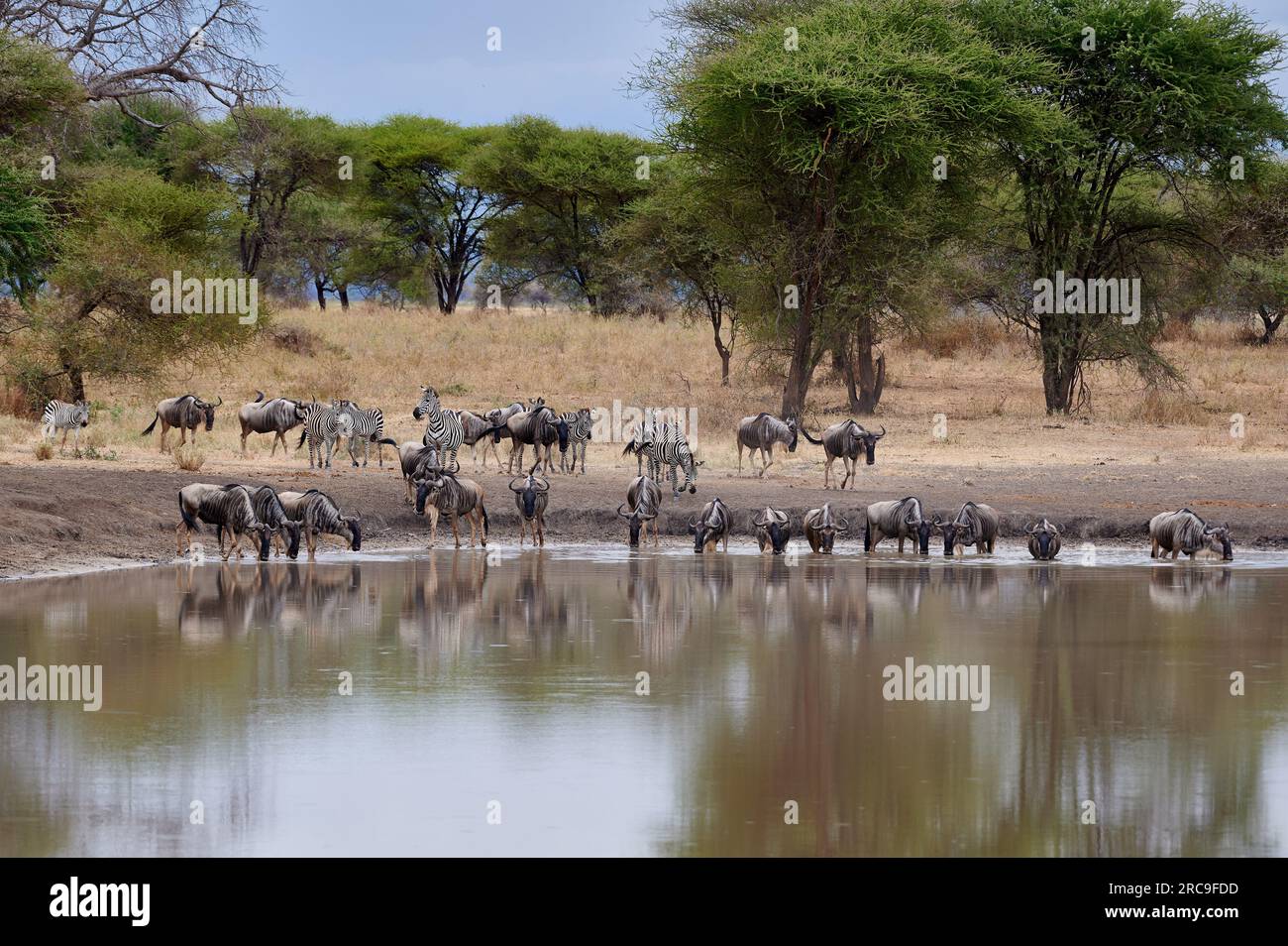 Herde von Gnus und Zebras (Equus quagga) an einem Wasserloch im Tarangire National Park, Tansania, Afrika |herd of wildebeest and plains zebra (Equus Stock Photo
