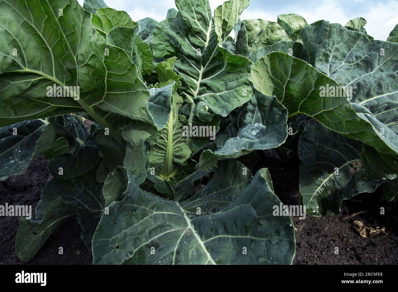 junge Broccolipflanze auf dem Feld Stock Photo