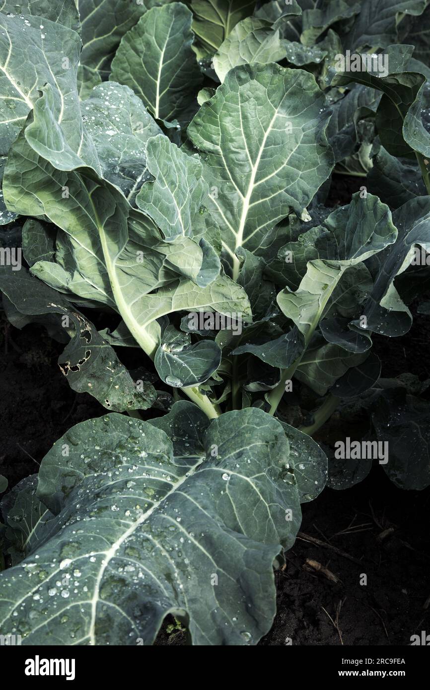junge Broccolipflanze auf dem Feld Stock Photo