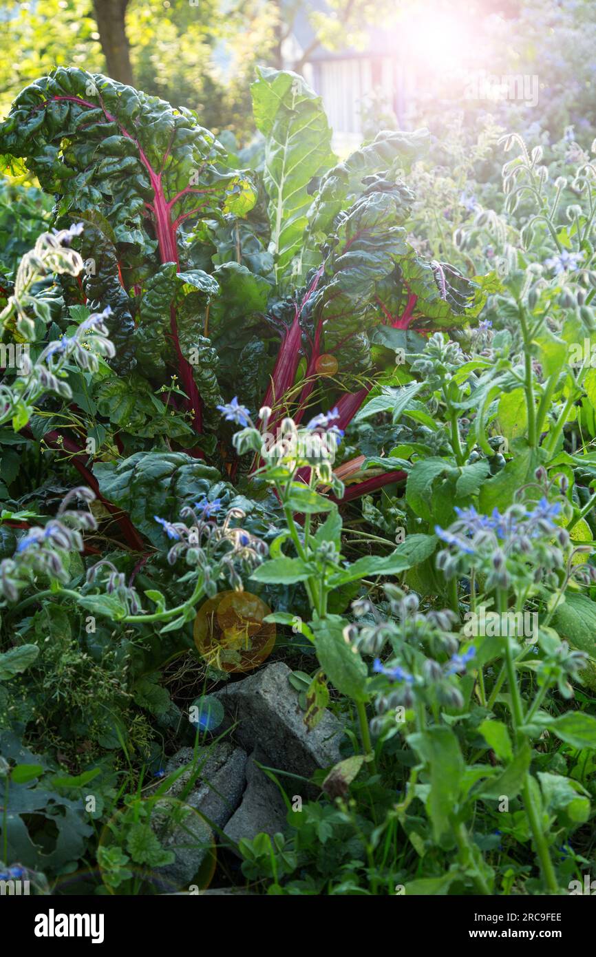 Mangold im garten hi-res stock photography and images - Alamy