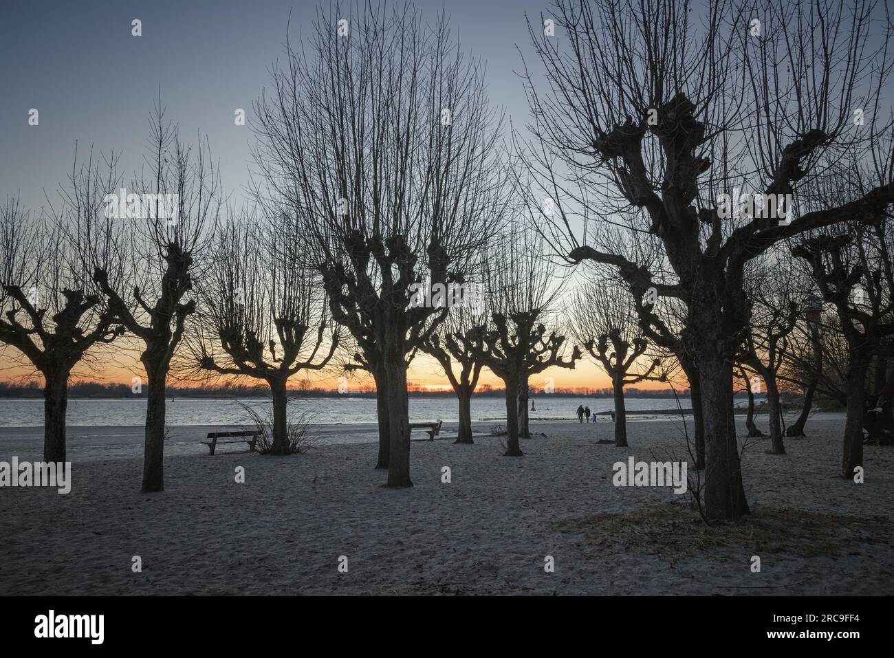 Winternachmittag am Elbstrand von Wittenbergen in Hamburg-Rissen. Die Bäume säumten früher die Terrasse des Fährhauses Wittenbergen. Es wurde bei mehr Stock Photo