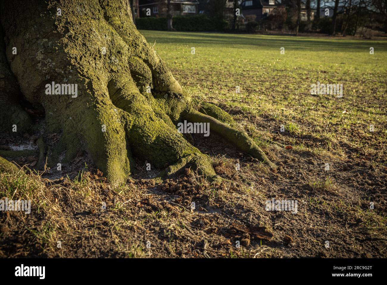 Bemoostes Wurzelwerk einer alten Buche im Hessepark in Hamburg-Blankenese. Es sieht aus wie ein Dinosaurier-Fuß Stock Photo