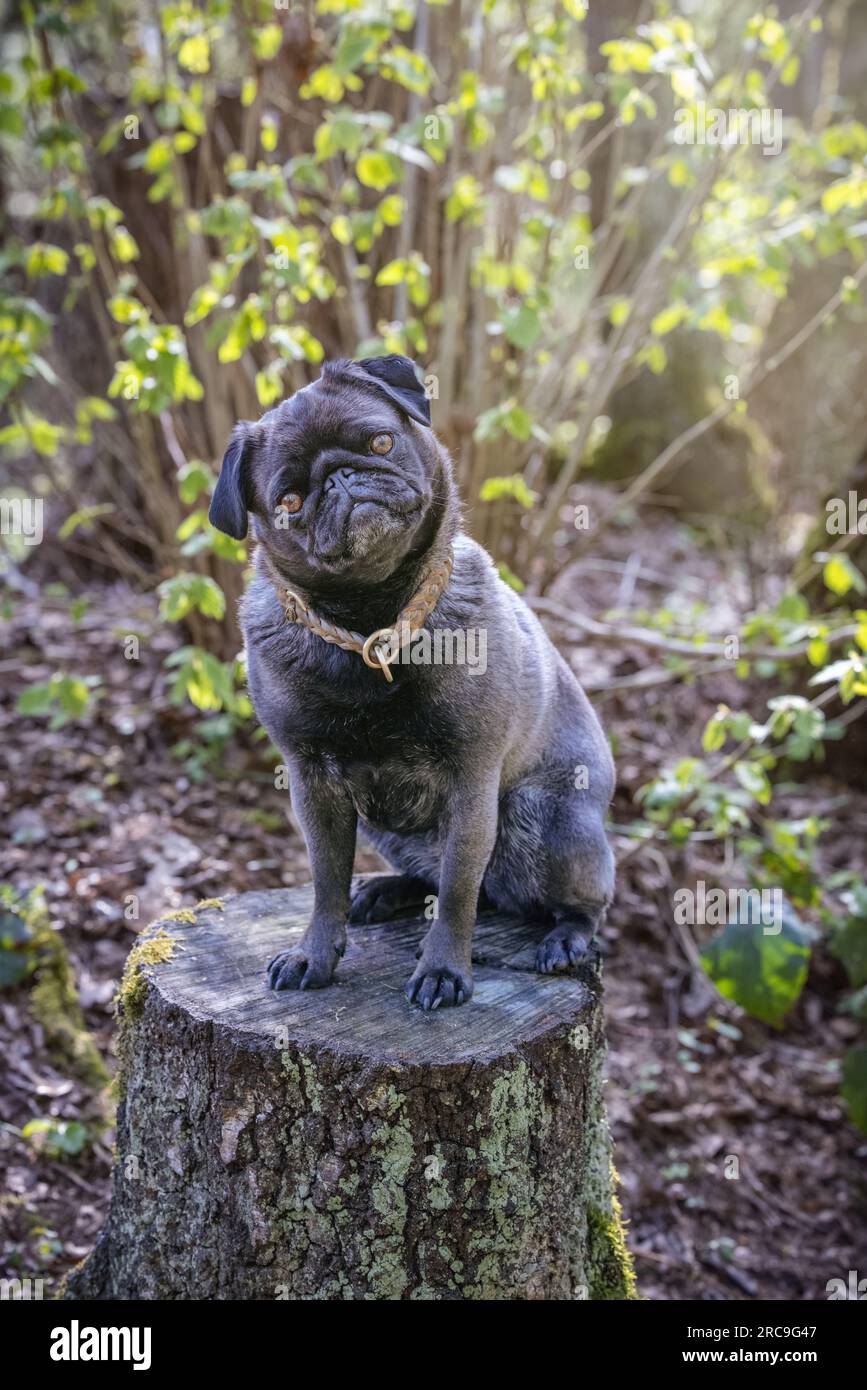 Mopsh��ndin (knapp 4 Jahre jung, Fellfarbe silbergrau) sitzt mit schief gelegtem Kopf auf einem Baumstamm und l?sst sich die Fr��hlingssonne auf den R��c Stock Photo