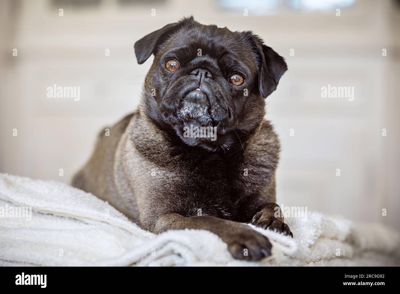 Portrait einer 3 Jahre alten Mops-Hündin mit der seltenen Fellfarbe silbergrau, liegend, indoor Stock Photo