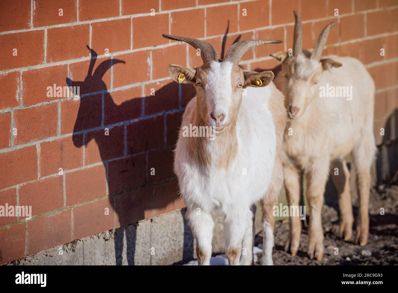 Zwei Ziegen stehen in der Wintersonne und werfen ihre Schatten auf de Stallwand Stock Photo