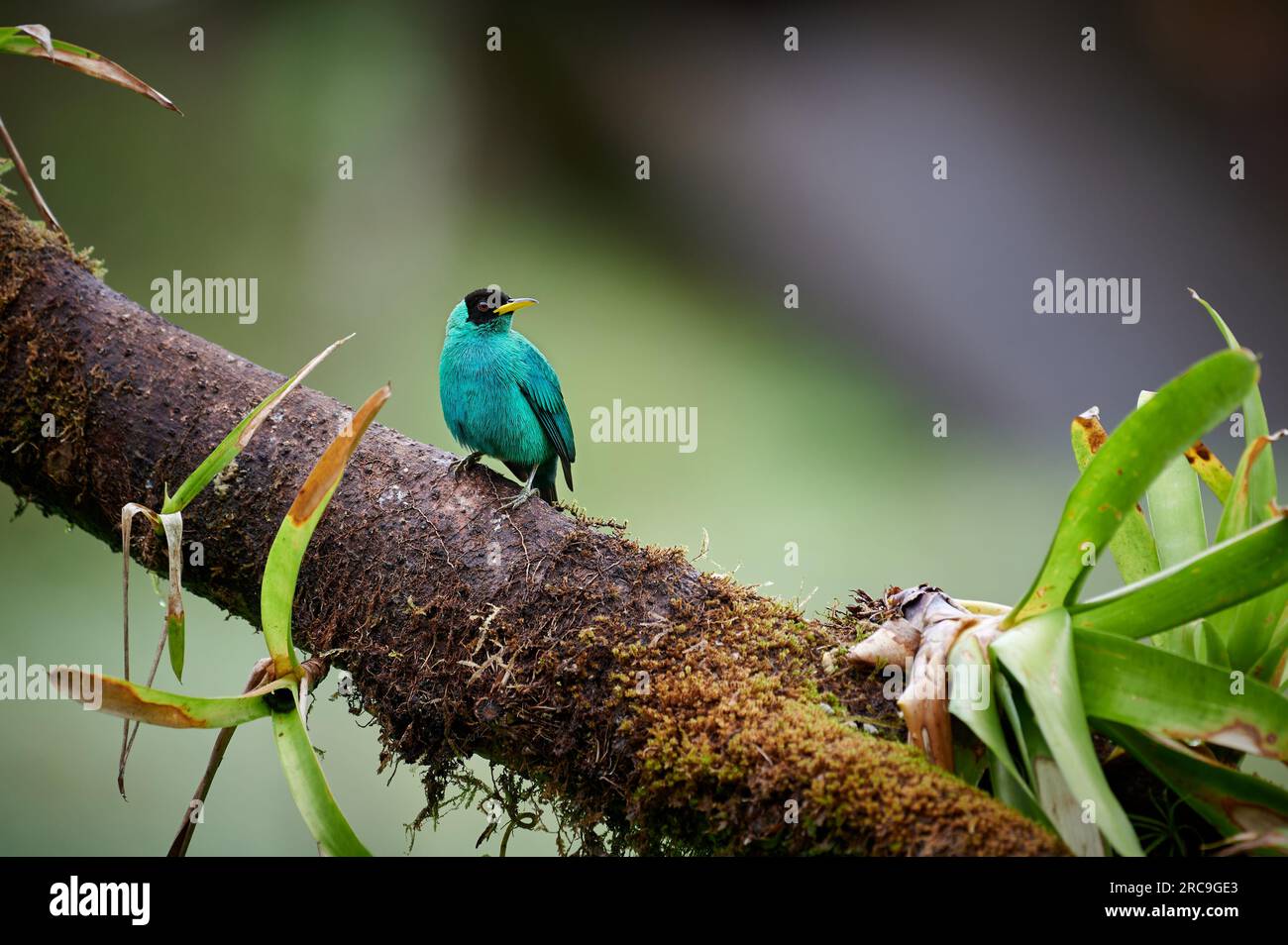 maennlicher-kappennaschvogel-chlorophanes-spiza-maquenque-eco-lodge-costa-rica-zentralamerika-male-green-honeycreeper-chlorophanes-spiza-maq-2RC9GE3.jpg