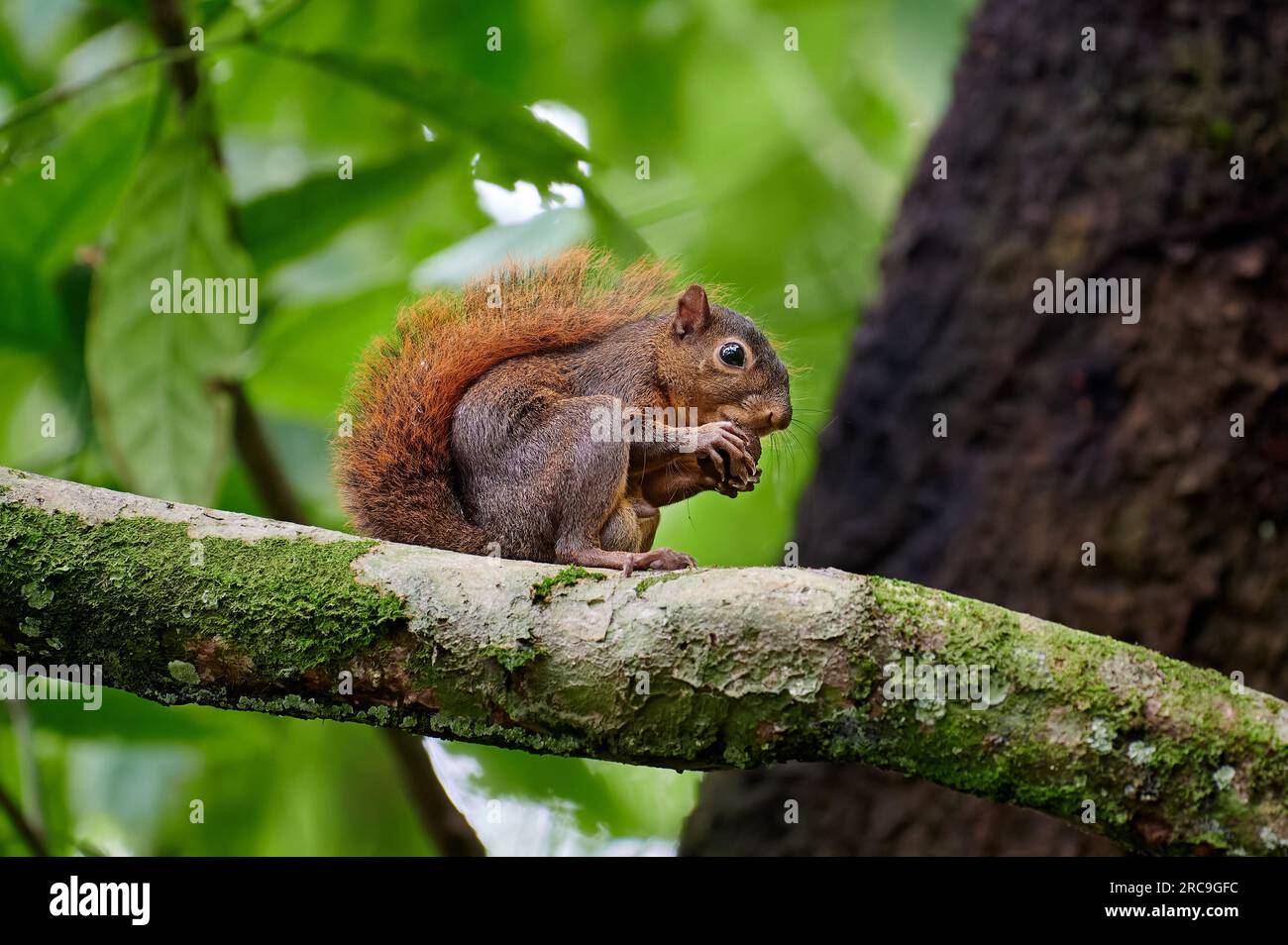Rotschwanzhörnchen (Sciurus granatensis), Nationalpark Corcovado, Osa Peninsula, Costa Rica, Zentralamerika  |red-tailed squirrel (Sciurus granatensis Stock Photo