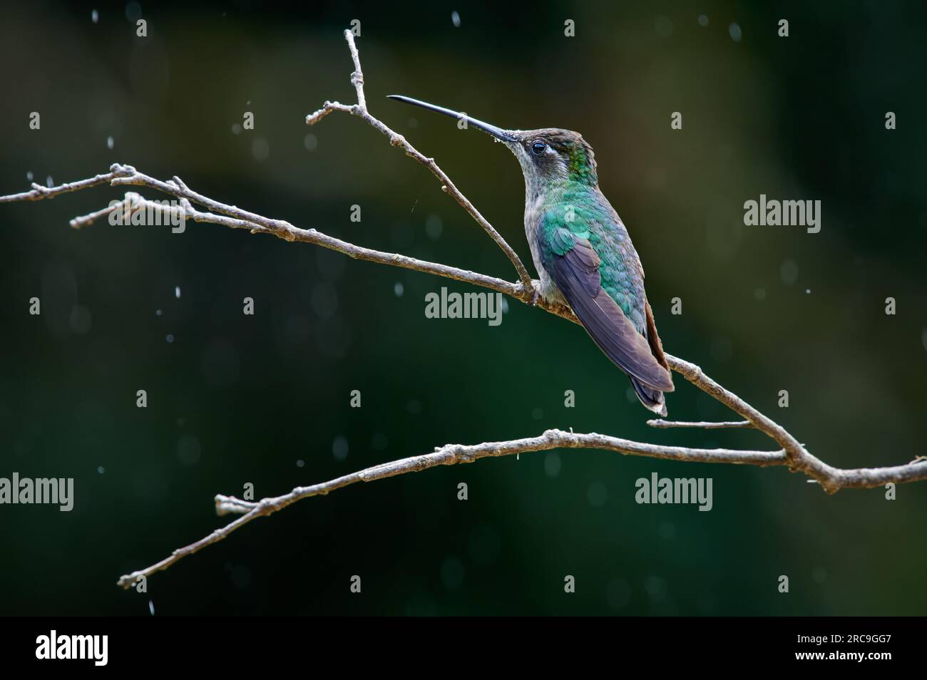 Glitzerbrillantkolibri (Eugenes spectabilis) , San Gerardo de Dota, Costa Rica, Zentralamerika  | Talamanca hummingbird or Magnificent hummingbird or Stock Photo
