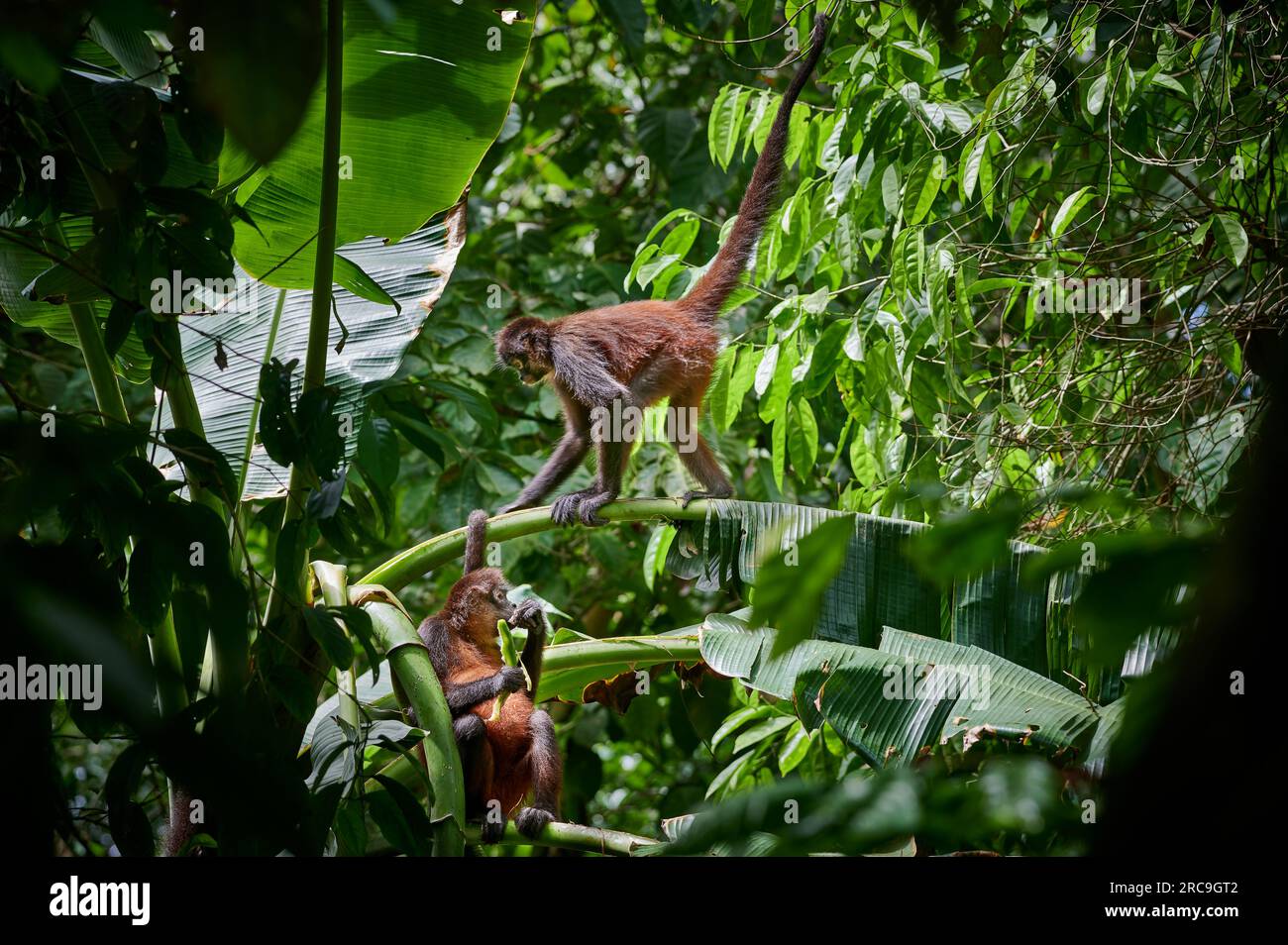 Geoffroy-Klammeraffe (Ateles geoffroyi), Nationalpark Corcovado, Osa Peninsula, Costa Rica, Zentralamerika  |Geoffroy's spider monkey (Ateles geoffroy Stock Photo