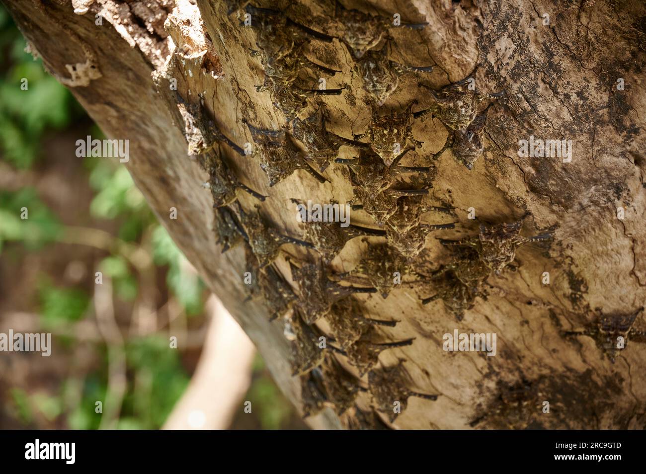 Gruppe von Nasenfledermaeusen (Rhynchonycteris naso) haengen an einem Baum des Rio Bebedero, Costa Rica, Zentralamerika  |Proboscis bats or long-nosed Stock Photo