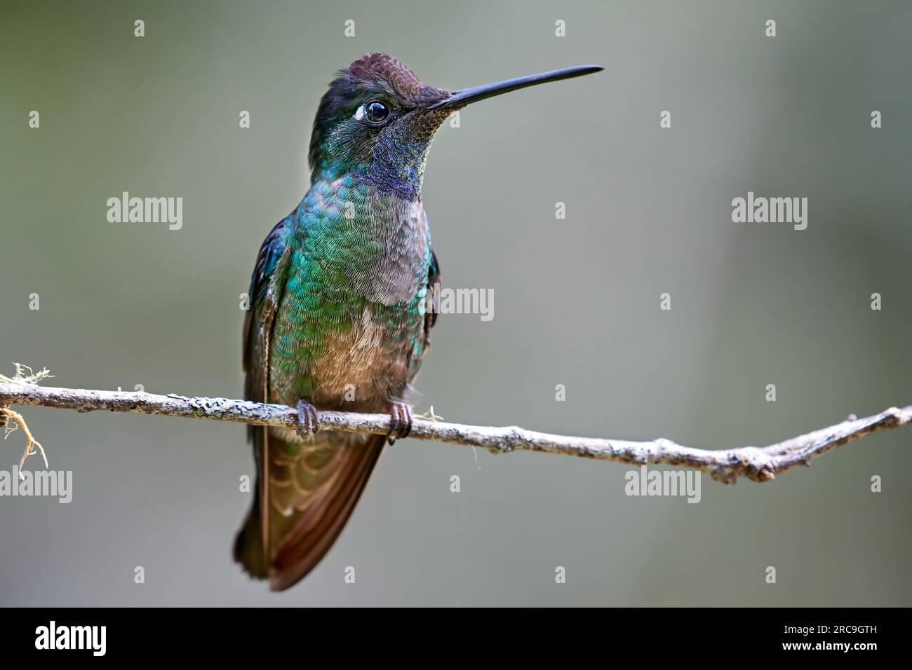 Glitzerbrillantkolibri (Eugenes spectabilis) , San Gerardo de Dota, Costa Rica, Zentralamerika  | Talamanca hummingbird or Magnificent hummingbird or Stock Photo