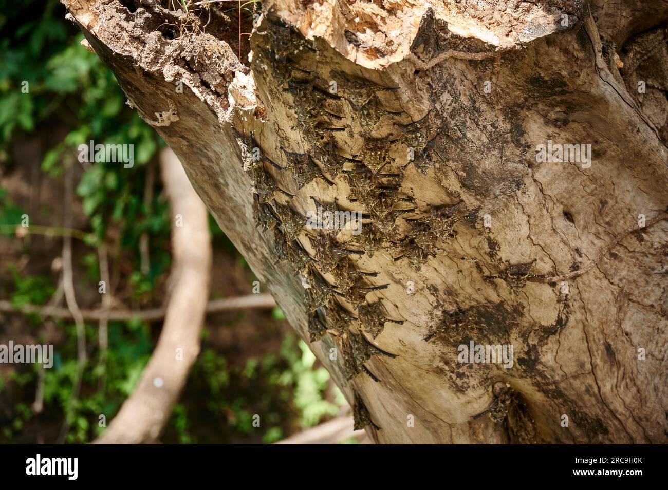 Gruppe von Nasenfledermaeusen (Rhynchonycteris naso) haengen an einem Baum des Rio Bebedero, Costa Rica, Zentralamerika  |Proboscis bats or long-nosed Stock Photo
