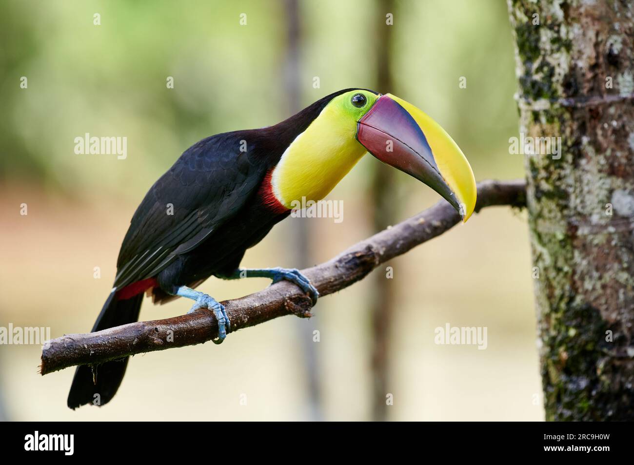 Tukane toucans hi-res stock photography and images - Alamy