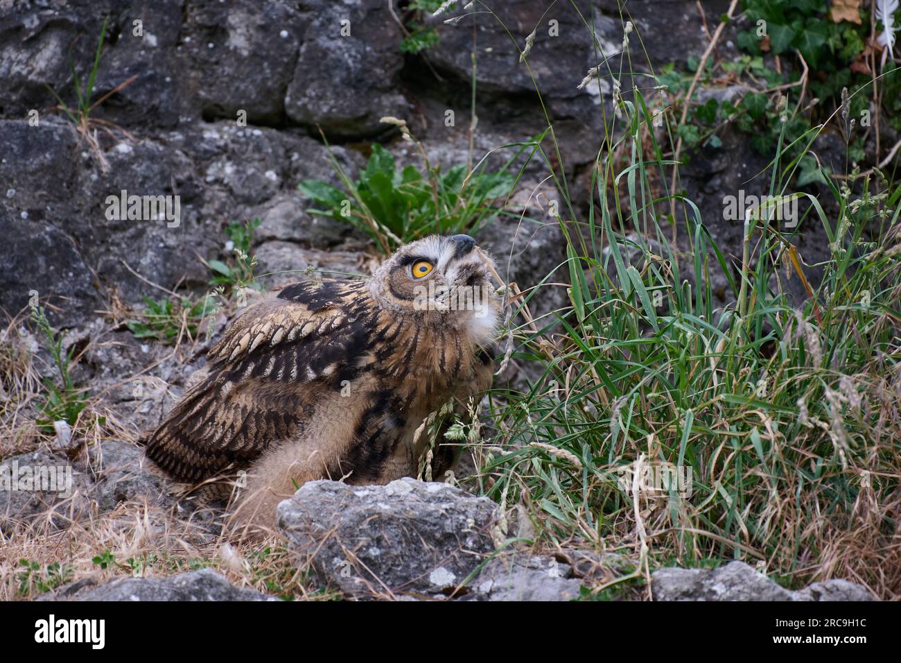 Uhu (Bubo bubo), Jungtier auf einem Fels, Heinsberg, Nordrhein-Westfalen, Deutschland   |Eurasian eagle-owl (Bubo bubo), youngster on a rock, Heinsber Stock Photo