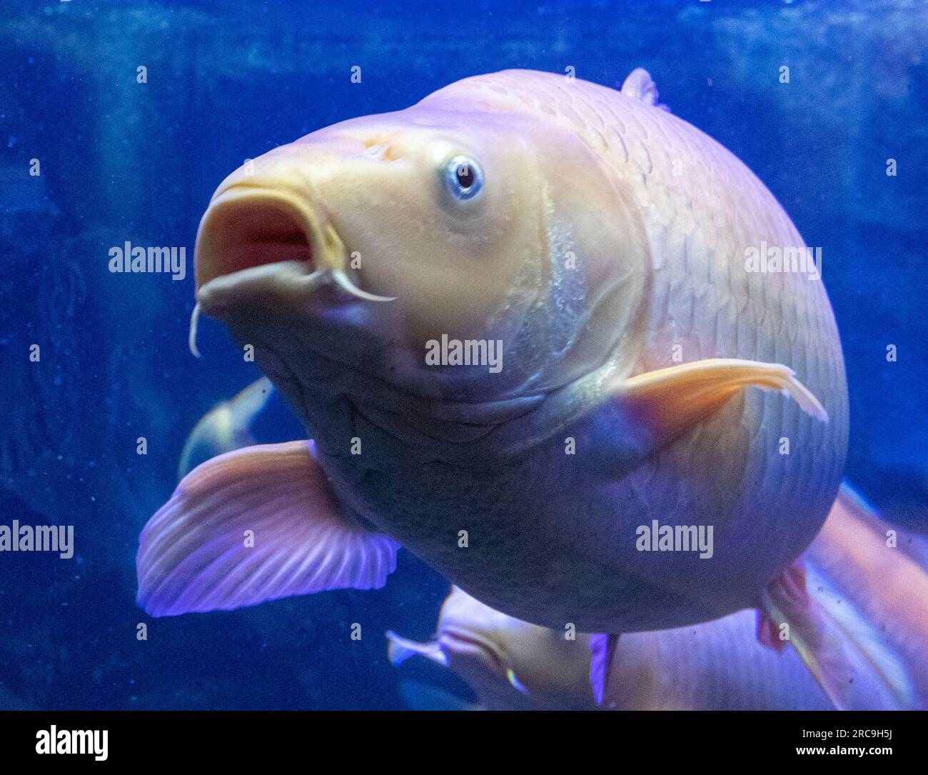 Kois im Aquarium, Schwarzwald, BadenWürttemberg, Deutschland Stock