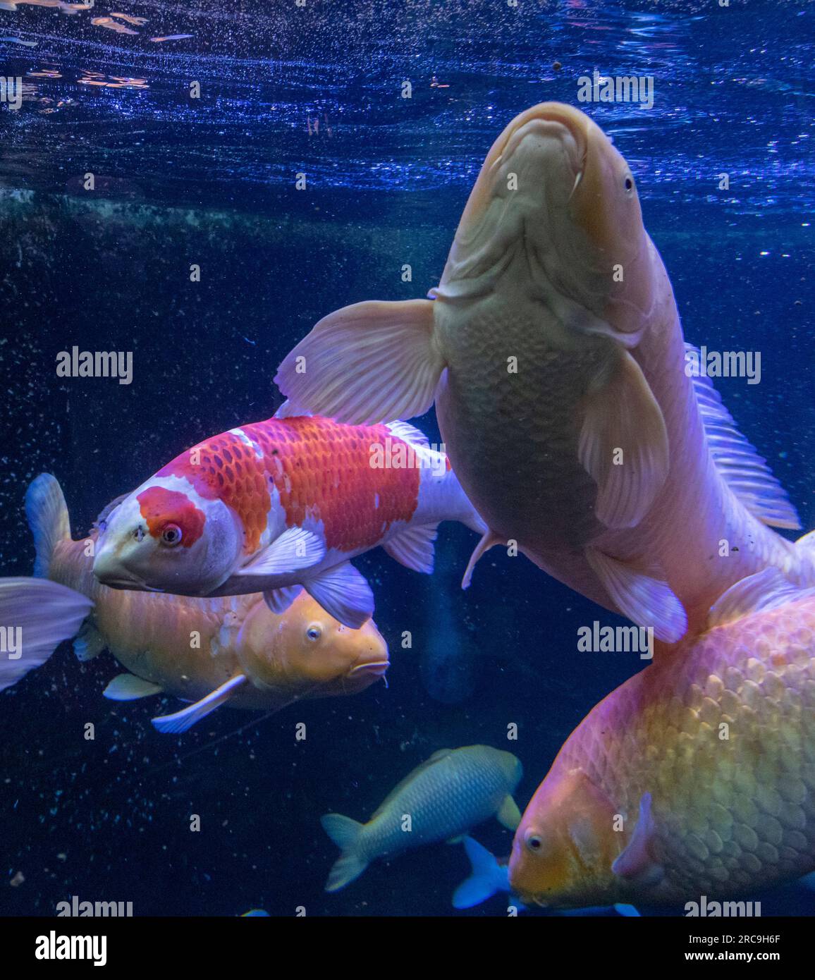 Kois im Aquarium, Schwarzwald, BadenWürttemberg, Deutschland Stock