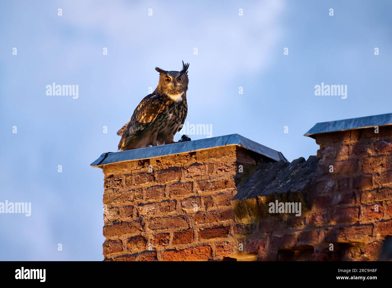 Uhu (Bubo bubo) auf einem Dach, Heinsberg, Nordrhein-Westfalen, Deutschland   |Eurasian eagle-owl (Bubo bubo) on a roof, Heinsberg, North Rhine-Westph Stock Photo