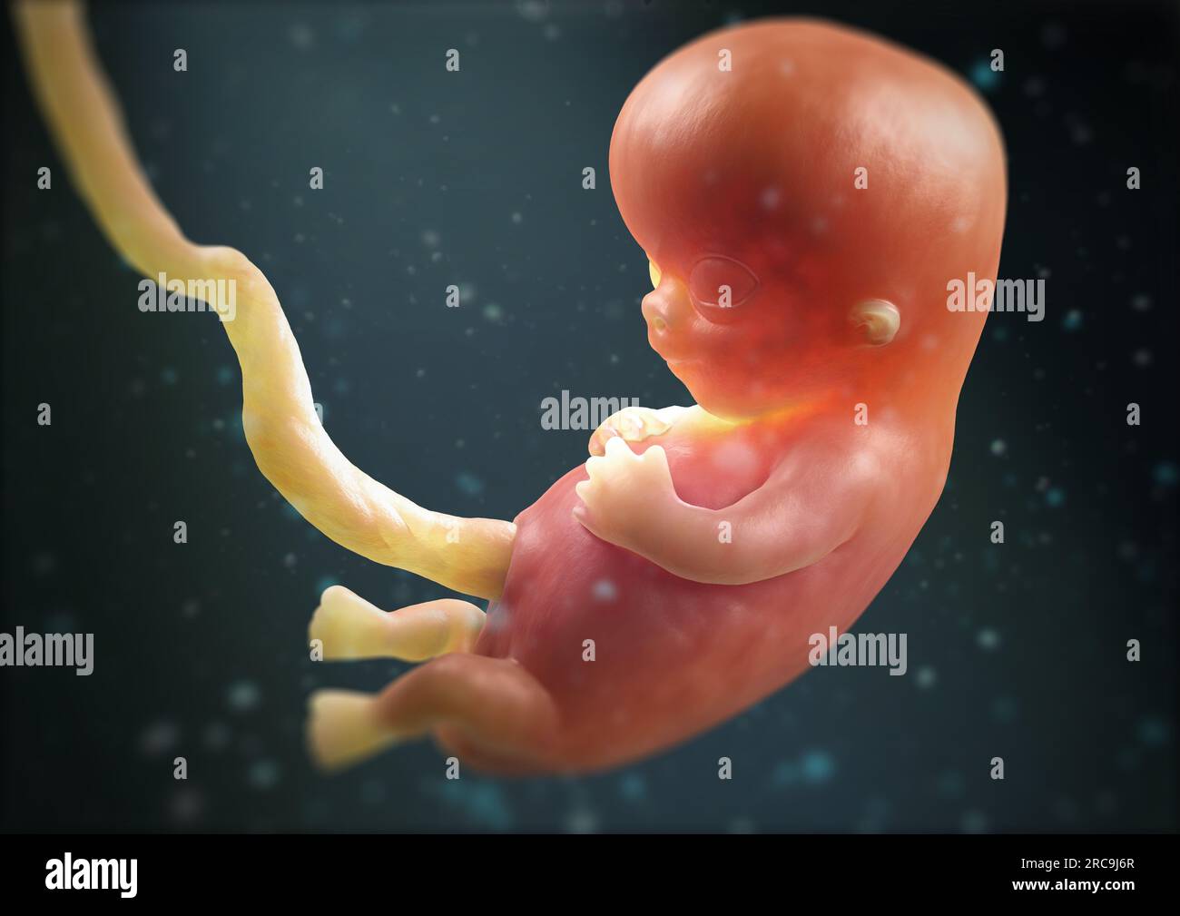 Illustration eines Fötus in der 10. Schwangerschaftswoche (SSW) auf dunklem Hintergrund. Stock Photo