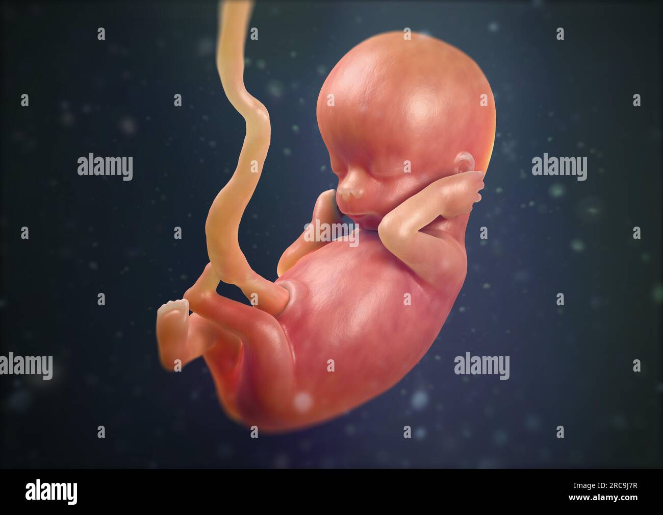 llustration eines Fötus in der zwölften Schwangerschaftswoche auf dunklem Hintergrund. Stock Photo