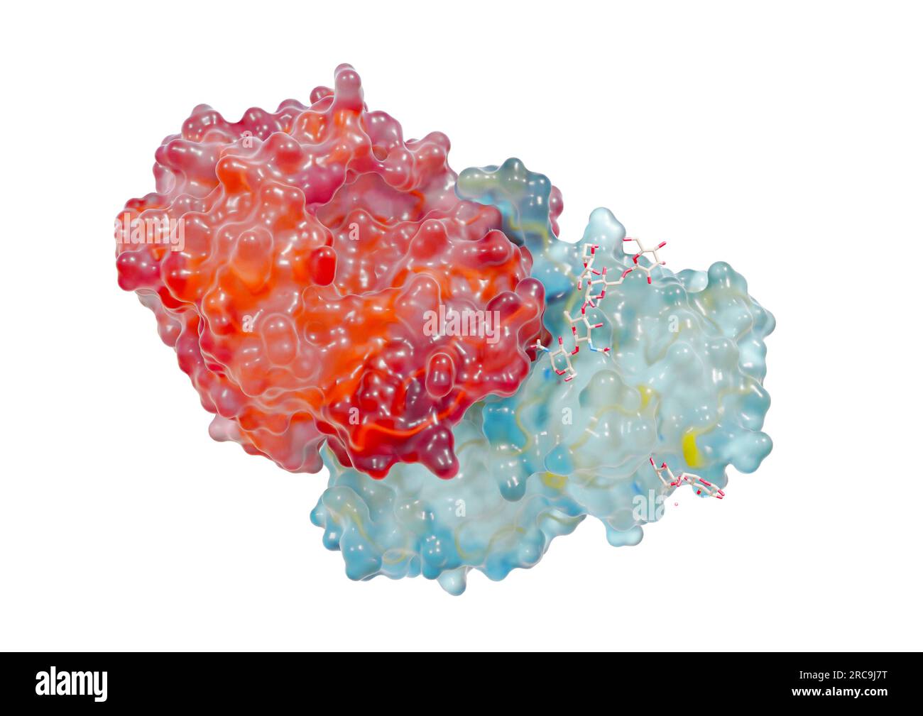 Illustration eines Rizin Proteins als gläsernes Oberflächenmodell mit angedeuteten, tieferliegenden Bändermodell auf weißem Hintergrund. Rizin ist ein Stock Photo