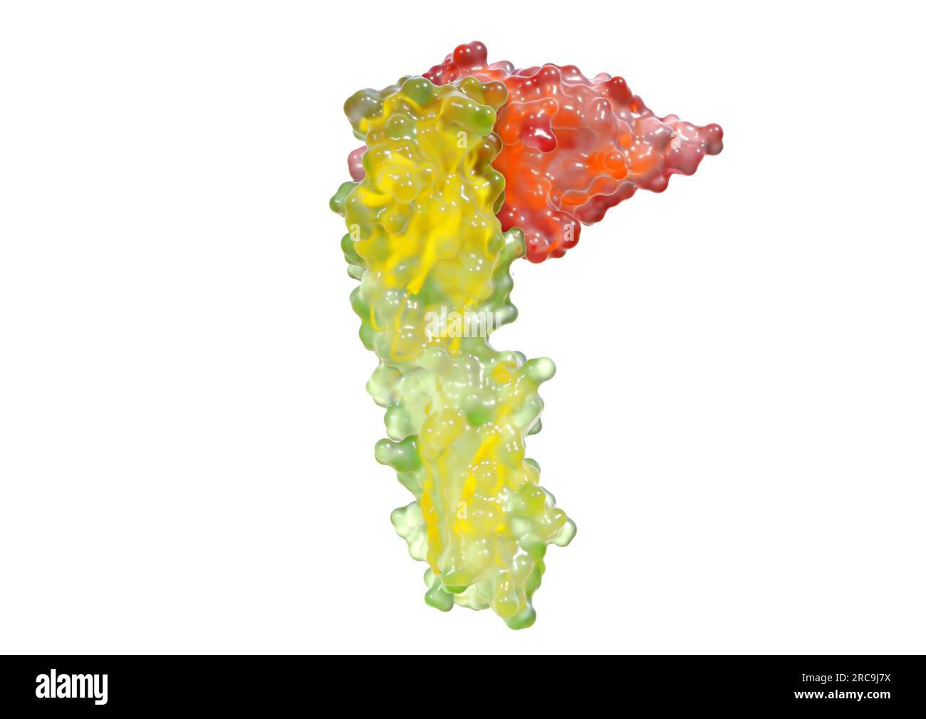 Illustration der Bindung des Oberflächenproteins PD-L2 an PD-1 als als gläsernes Oberflächenmodell mit angedeuteten, tieferliegenden Bändermodell auf Stock Photo
