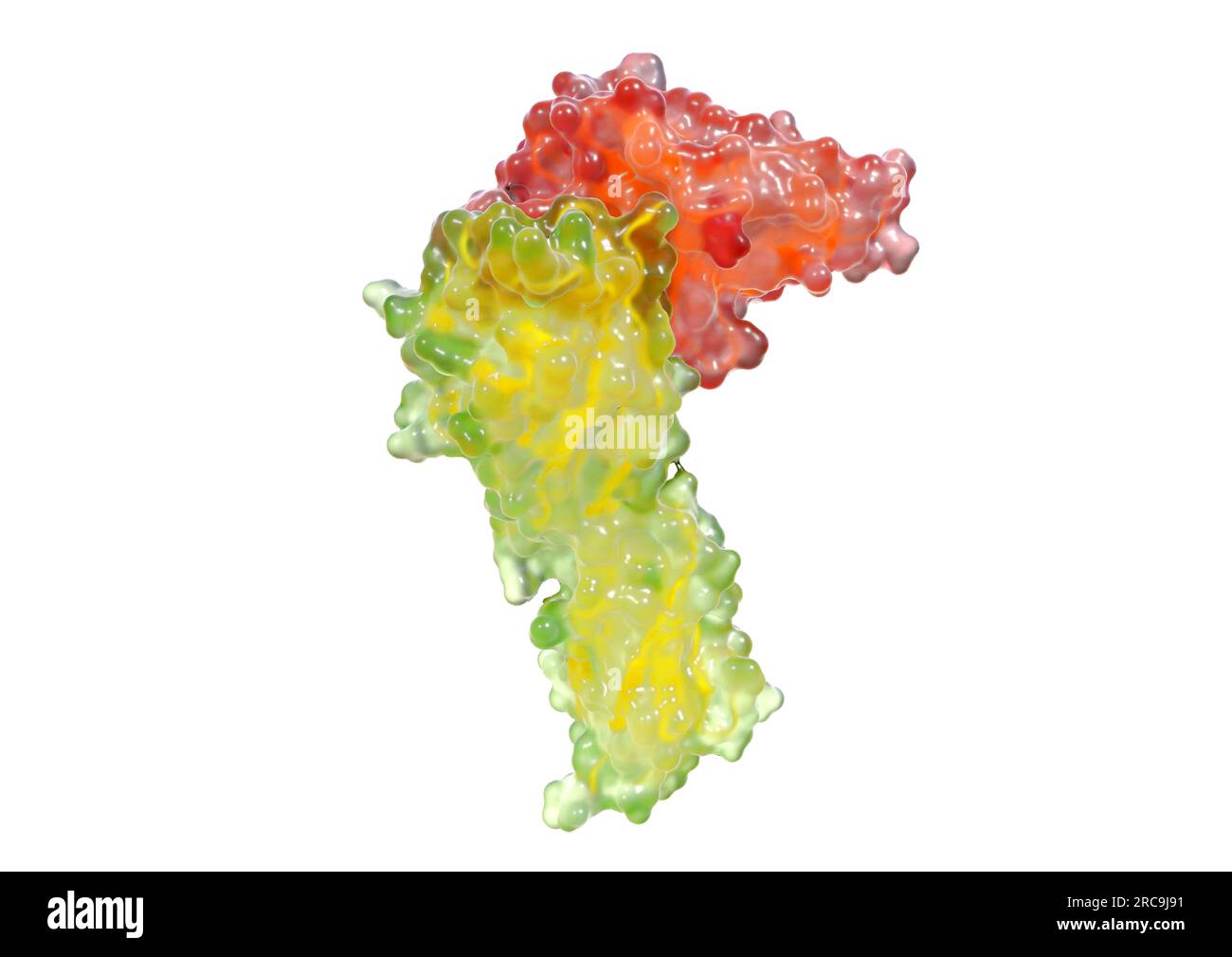 Illustration der Bindung des Oberflächenproteins PD-L1 an PD-1 als gläsernes Oberflächenmodell mit angedeuteten, tieferliegenden Bändermodell auf weiß Stock Photo