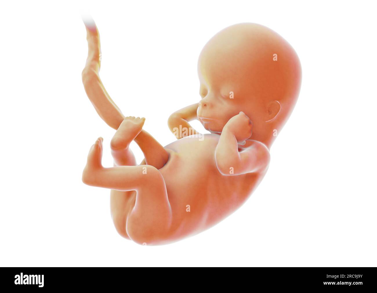 llustration eines Fötus in der zwölften Schwangerschaftswoche auf weissem Hintergrund. Stock Photo