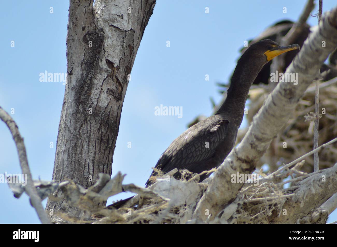 Cormorant in nest hi-res stock photography and images - Alamy