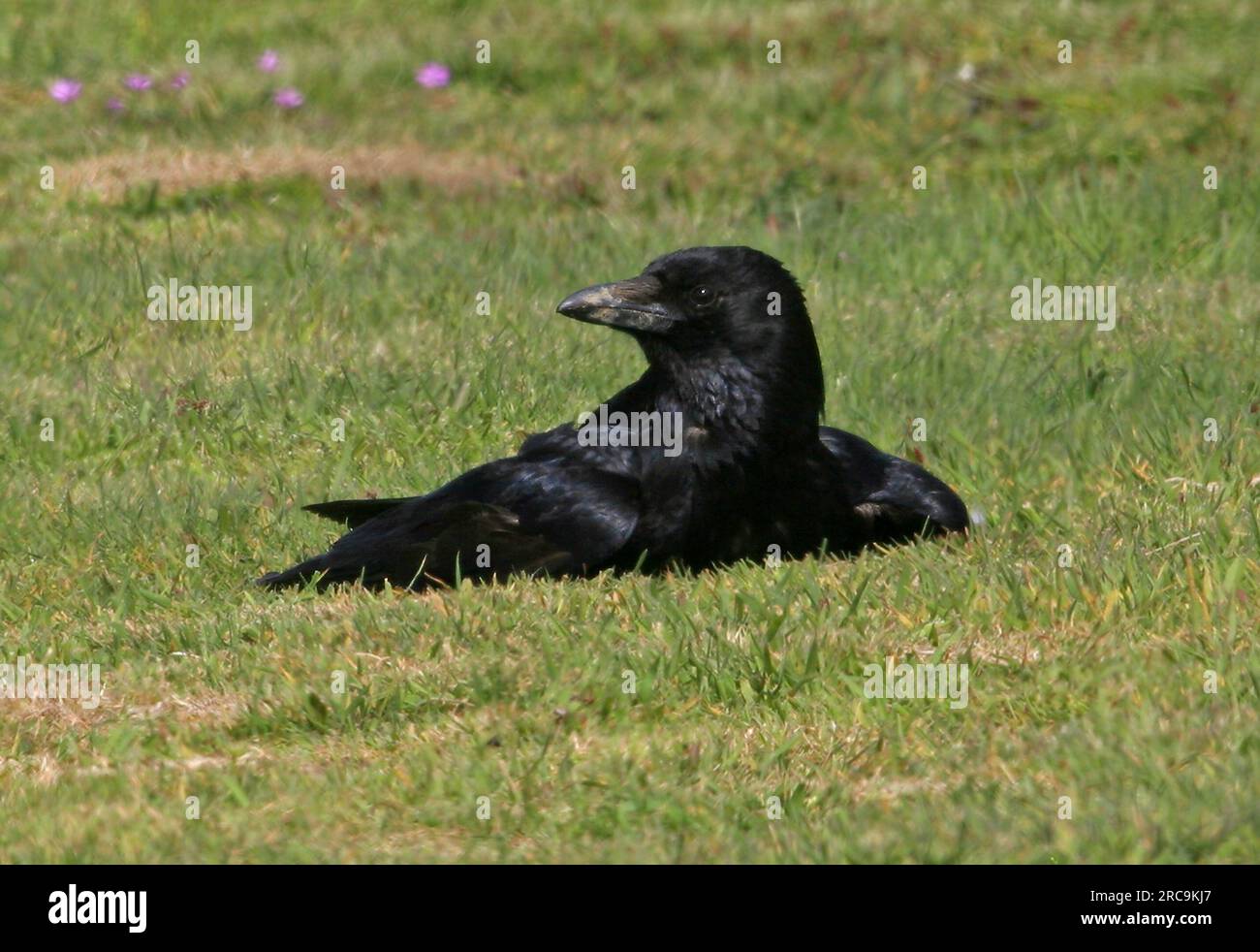 Carrion Crow (Corvus corone corone) adult anting in grassy field  Eccles-on-sea, Norfolk, UK.           May Stock Photo