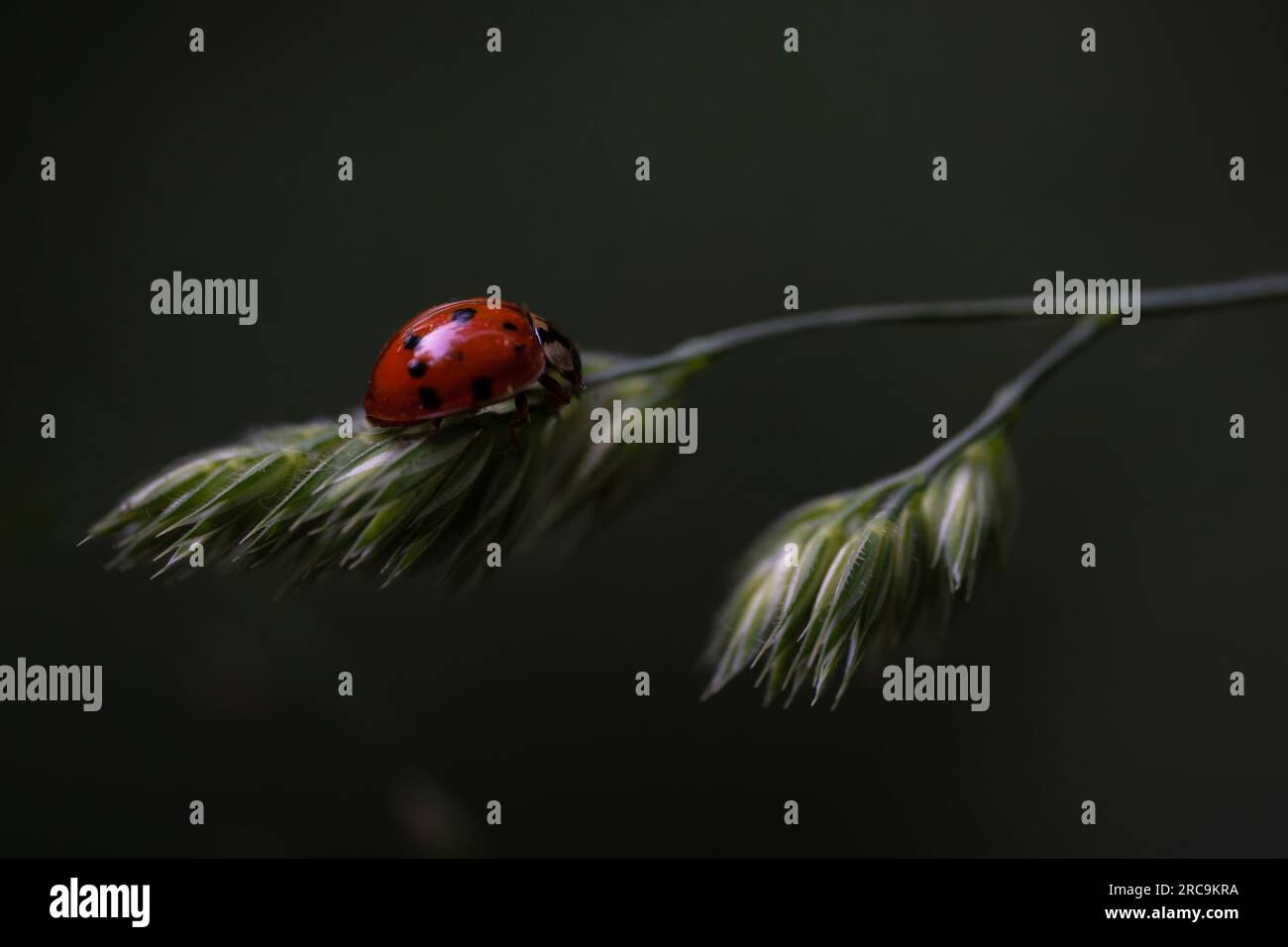 Close up of a ladybug on the Orchard grass (Dactylis glomerata). Dark background. Selective focus. Stock Photo