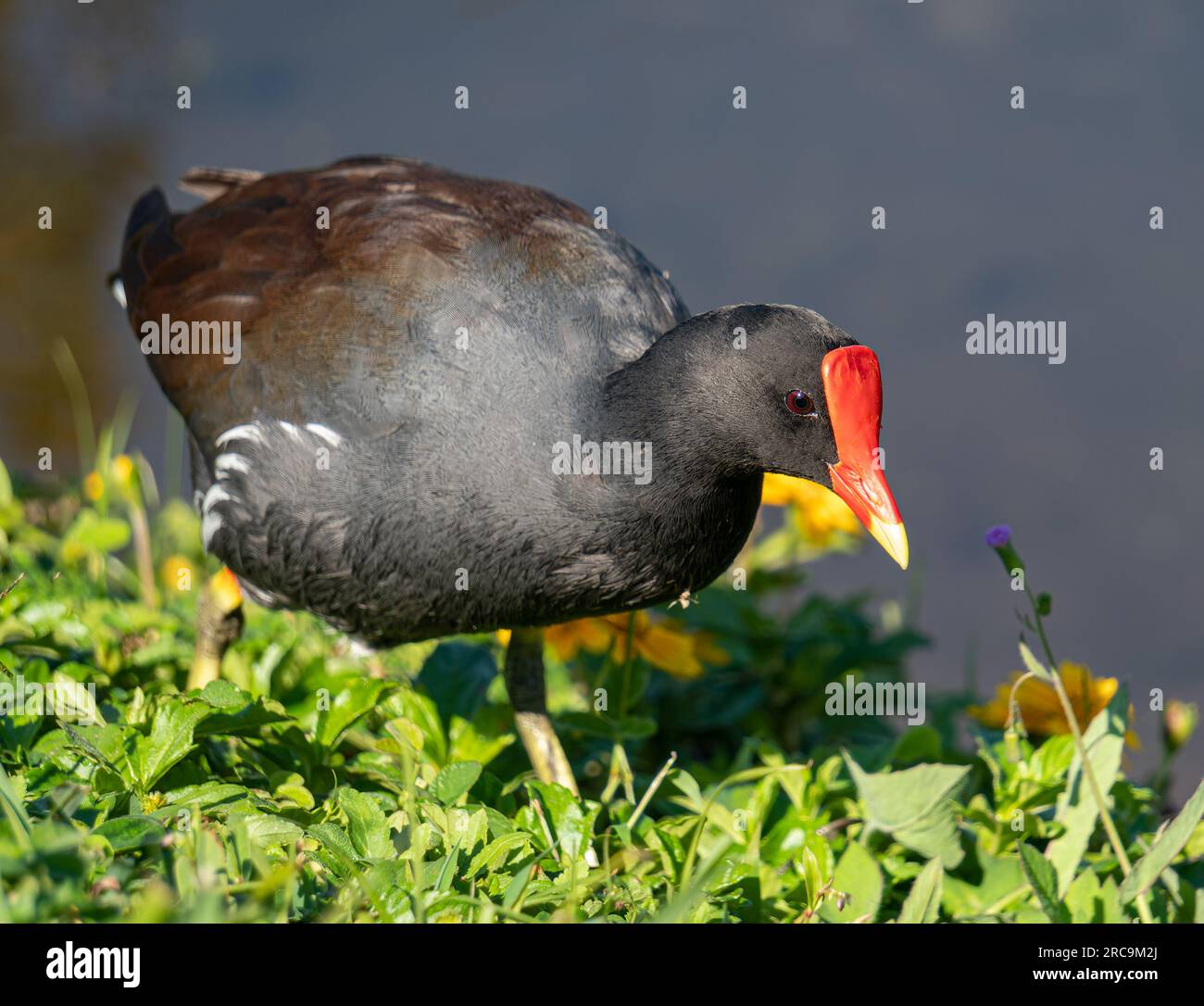 american-purple-gallinule-hi-res-stock-photography-and-images-alamy