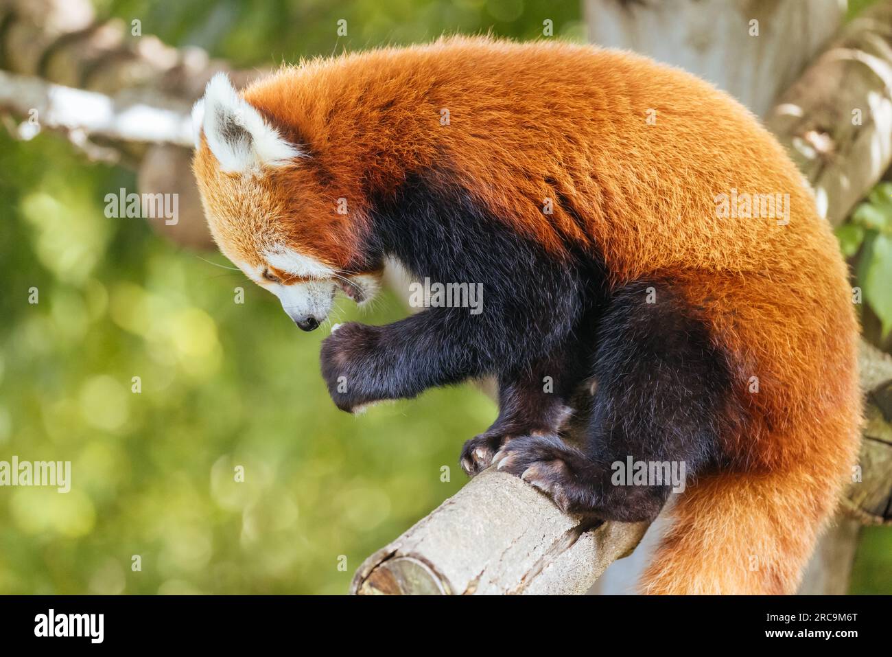 Nepalese Red Panda Eating in Australia Stock Photo - Alamy