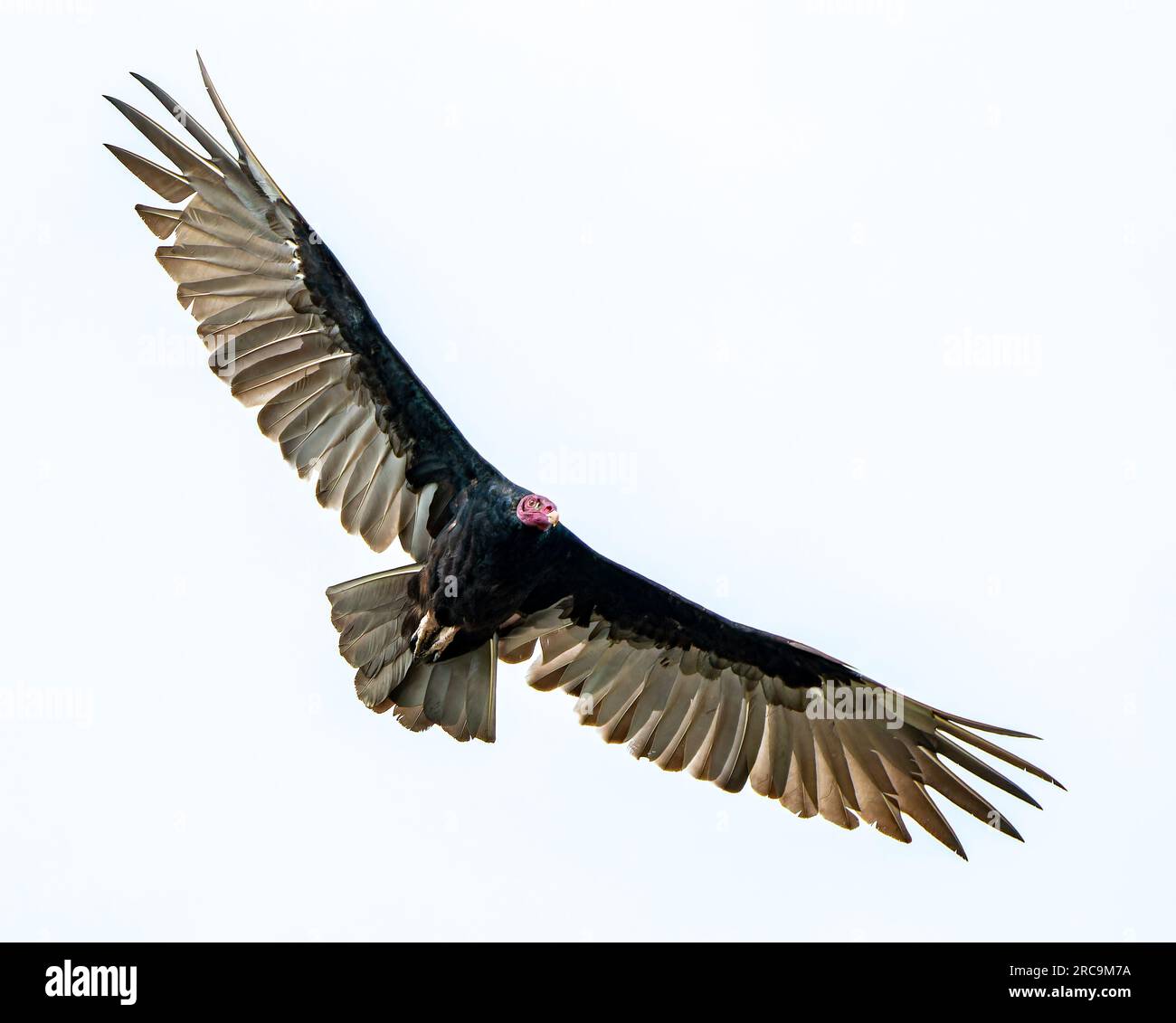 Turkey vulture (Cathartes aura) soaring with full wingspan isolated on white with copy space Stock Photo
