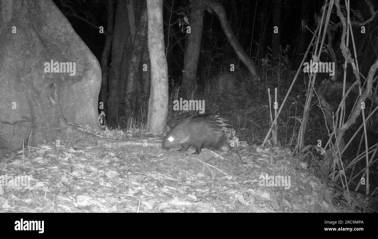 Dehong. 13th July, 2023. This photo taken by an infrared camera on March 25, 2022 shows a porcupine in Gaoligong Mountain National Nature Reserve, southwest China's Yunnan Province. As one of the global biodiversity hotspots, the Gaoligong Mountains are home to about 17 percent of higher plants, about 30 percent of mammals and 35 percent of birds in China in terms of the number of species. Credit: Xinhua/Alamy Live News Stock Photo