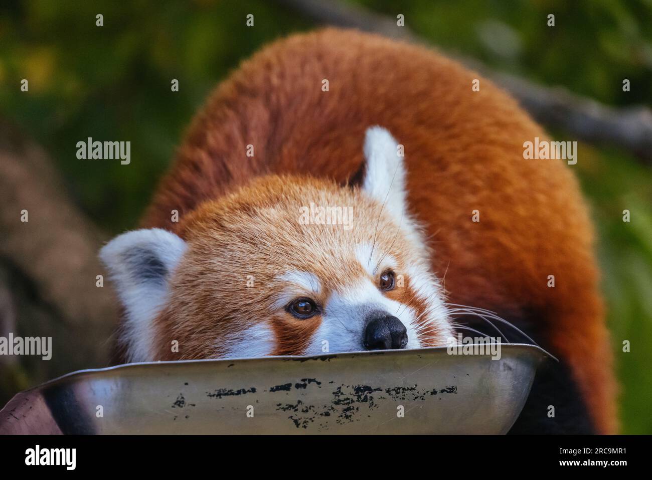 Nepalese Red Panda Eating in Australia Stock Photo - Alamy