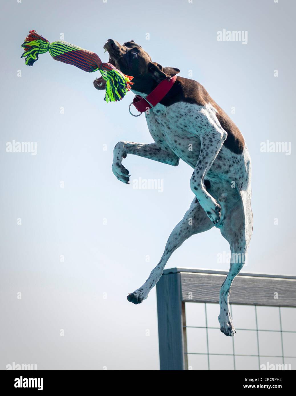German short hair pointer dock doving and catching a toy in the air Stock Photo